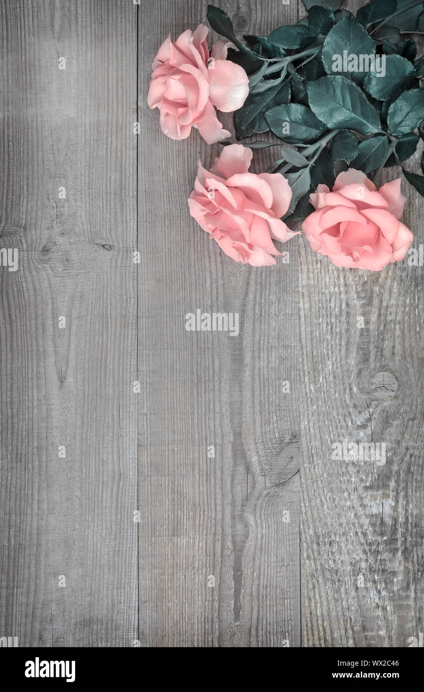 Rose Nacre roses sur fond de bois clair Banque D'Images