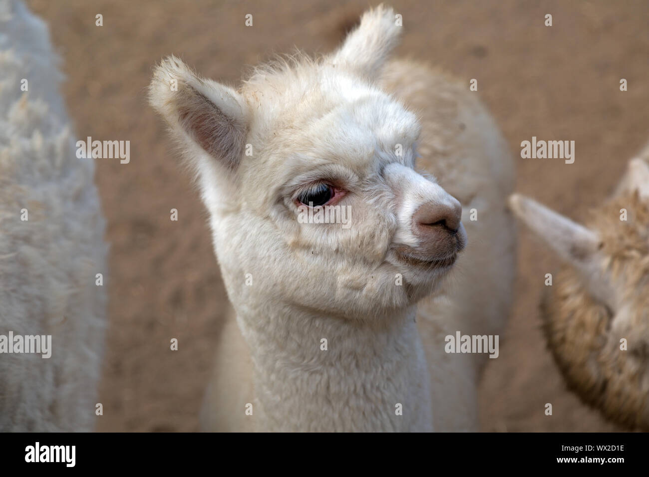 Bebe Lama Photo Stock Alamy