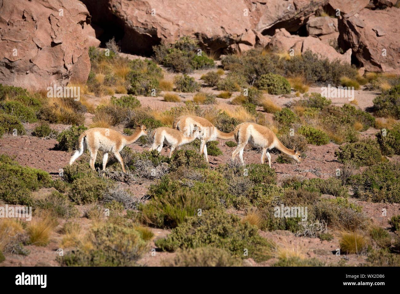 La recherche de nourriture dans les guanacos le désert d'Atacama au Chili Banque D'Images