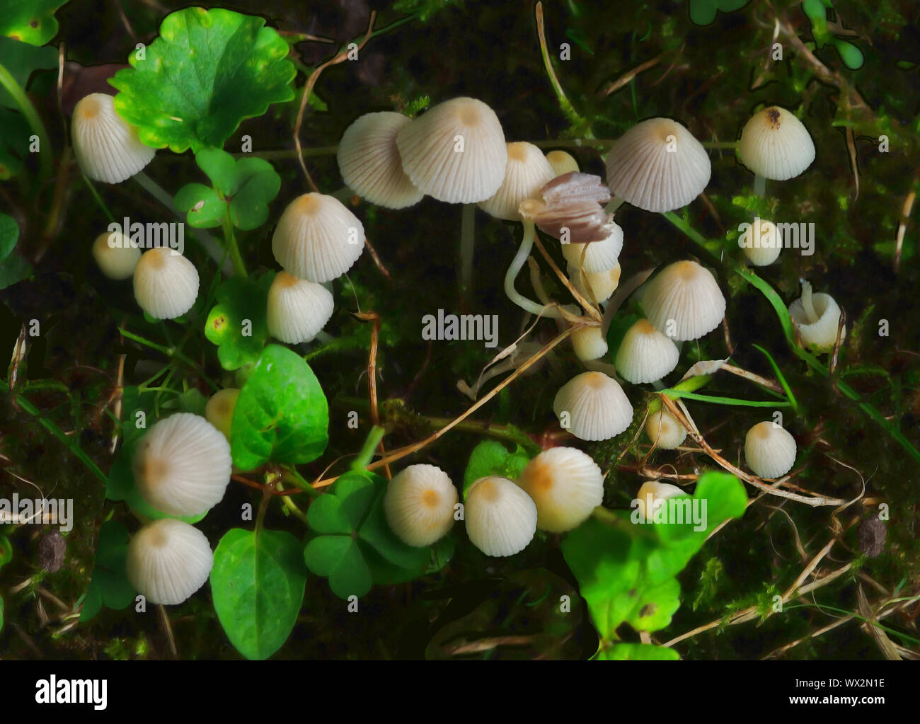 Les champignons sauvages sur la forêt flore Banque D'Images