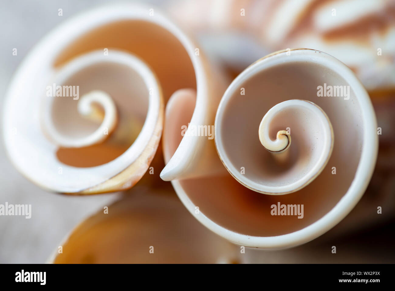 Escargot helix, Abstract concept seashell Banque D'Images