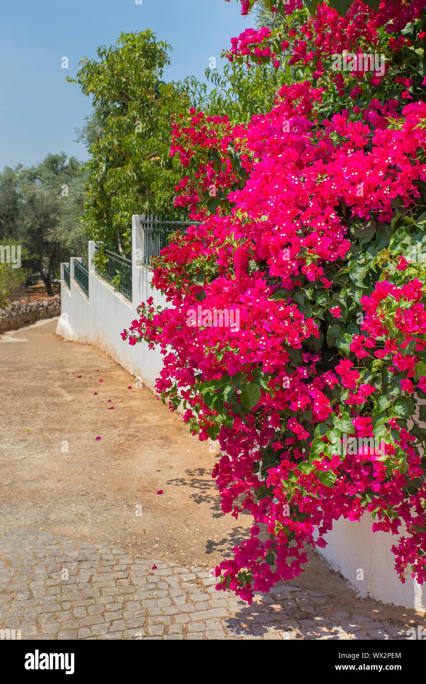 Fleurs de bougainvilliers rouges fleurissent sur mur blanc Banque D'Images