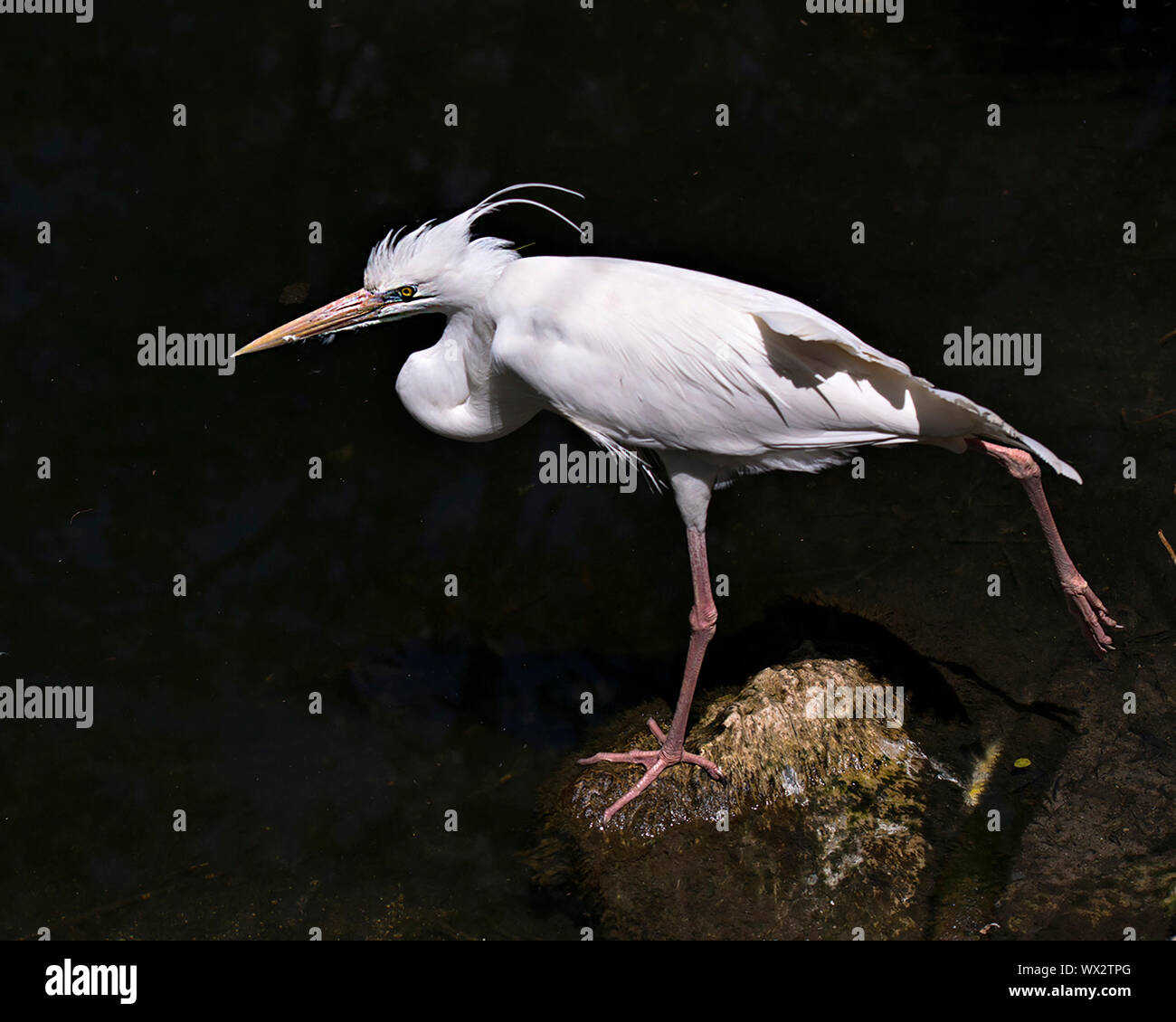 Héron blanc oiseau noir fond contraste avec une jambe étendue dans son environnement et ses environs. Banque D'Images