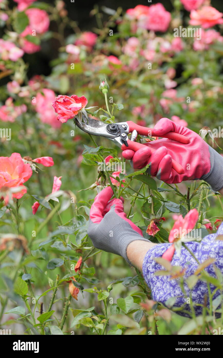 Rosa 'Alexander'. Le Deadheading roses avec des sécateurs pour prolonger la floraison tout l'été. Banque D'Images