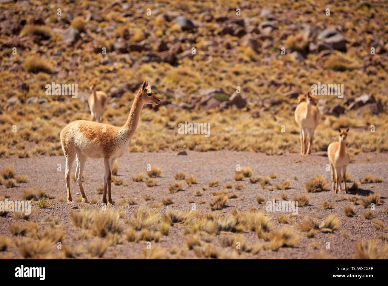 La recherche de nourriture dans les guanacos le désert d'Atacama au Chili Banque D'Images
