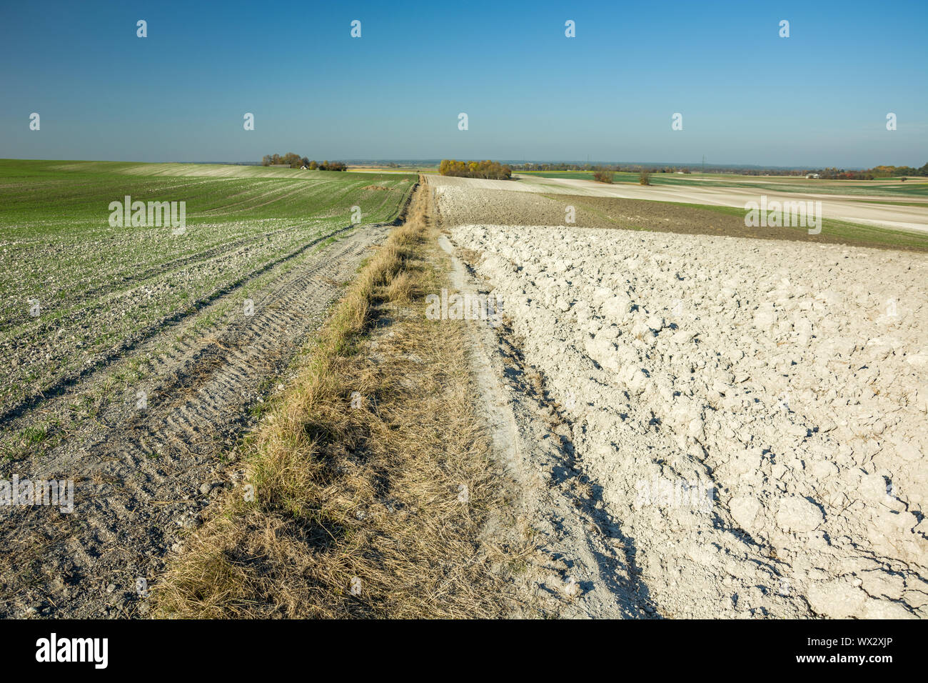 Limite entre les champs semés à l'automne. Staw, Pologne Banque D'Images