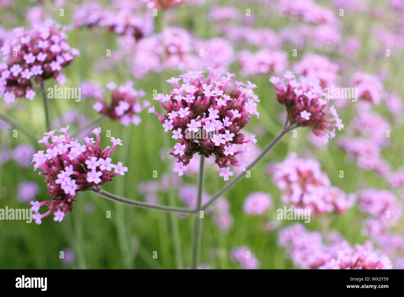 Verveine bonariensis floraison dans une frontière à la fin de l'été Banque D'Images