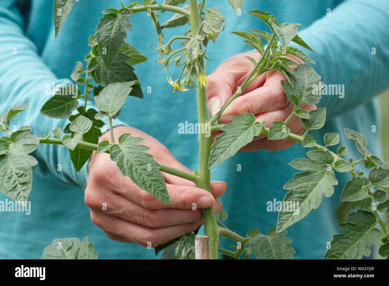 Solanum lycopersicum. Pincer les pousses latérales sur un cordon cultivé plant de tomate pour favoriser une forte croissance Banque D'Images
