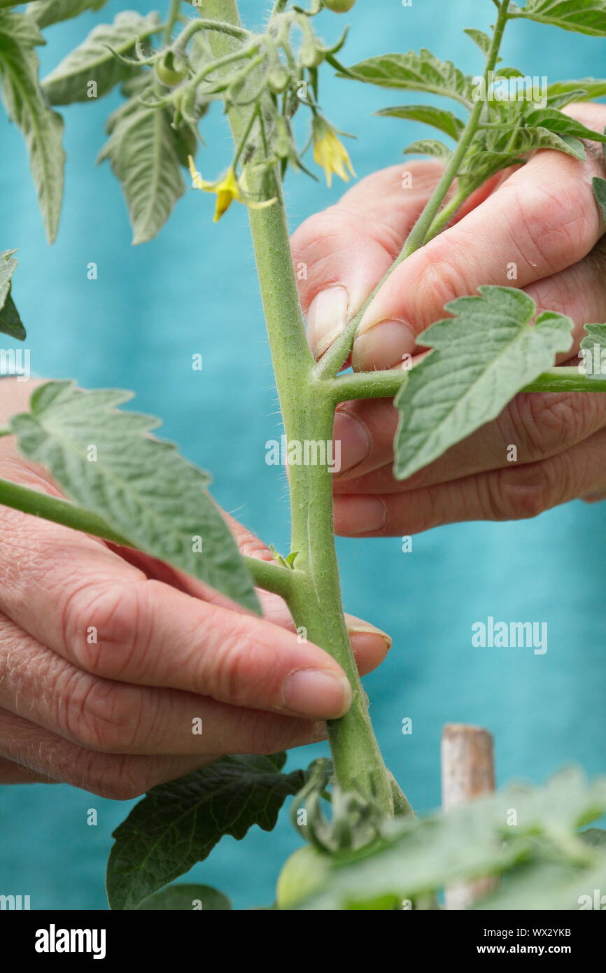 Solanum lycopersicum. Pincer les pousses latérales sur un cordon cultivé plant de tomate pour favoriser une forte croissance Banque D'Images