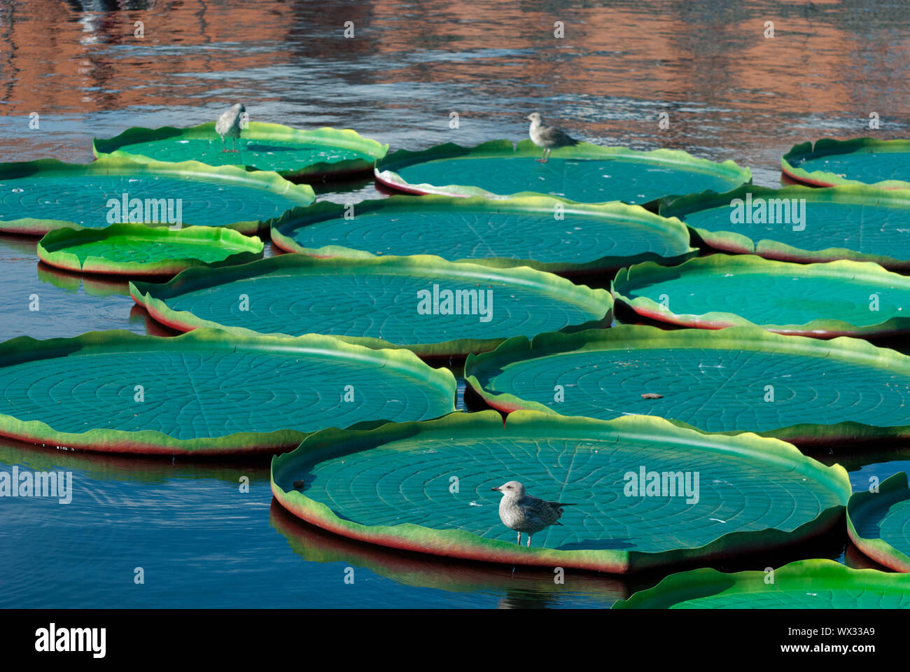 SAINT-Pétersbourg, Russie - le 7 juillet 2019 : Mouettes sur la Lys-pads. Victoria Amazonica décorations dans l'eau du bassin intérieur sur l'île de New Holland Banque D'Images