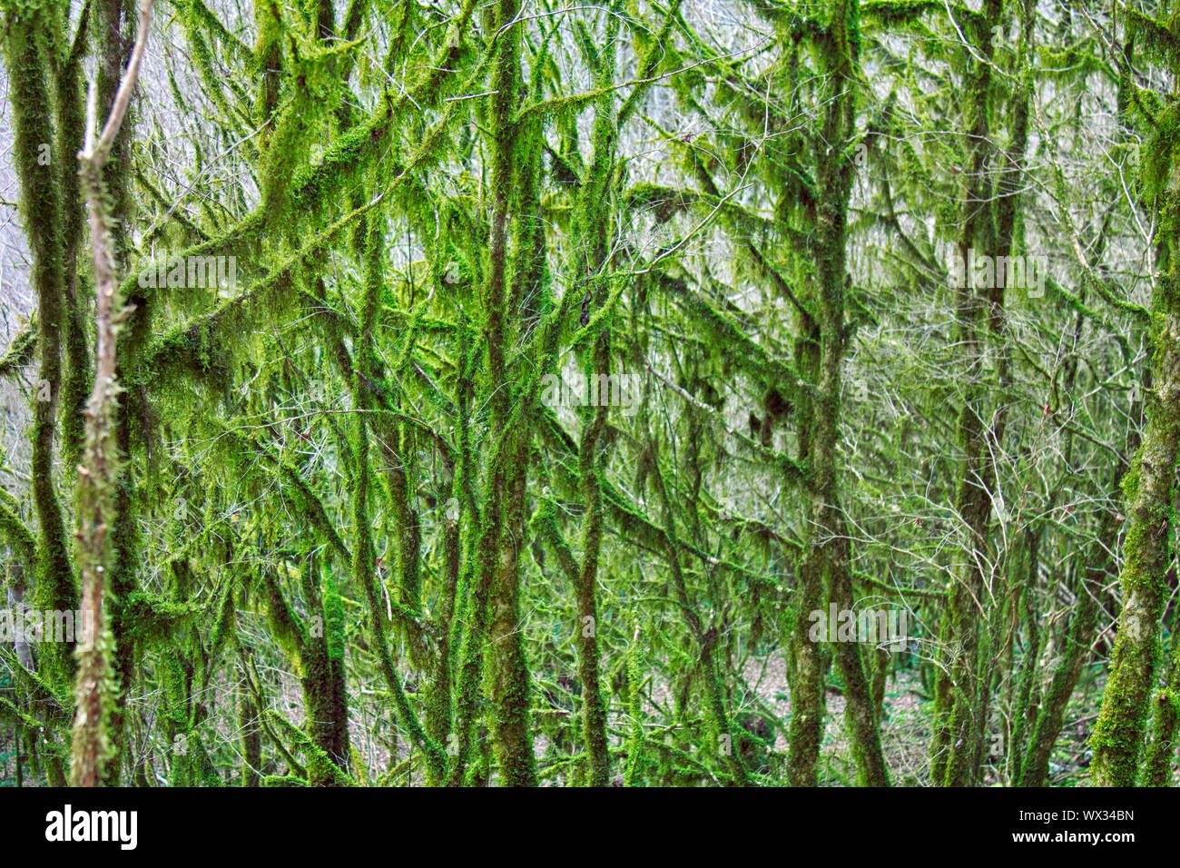 Célèbre le buis (Buxus colchica Colchis) evergreen subtropicale couverte Neckera moss Banque D'Images