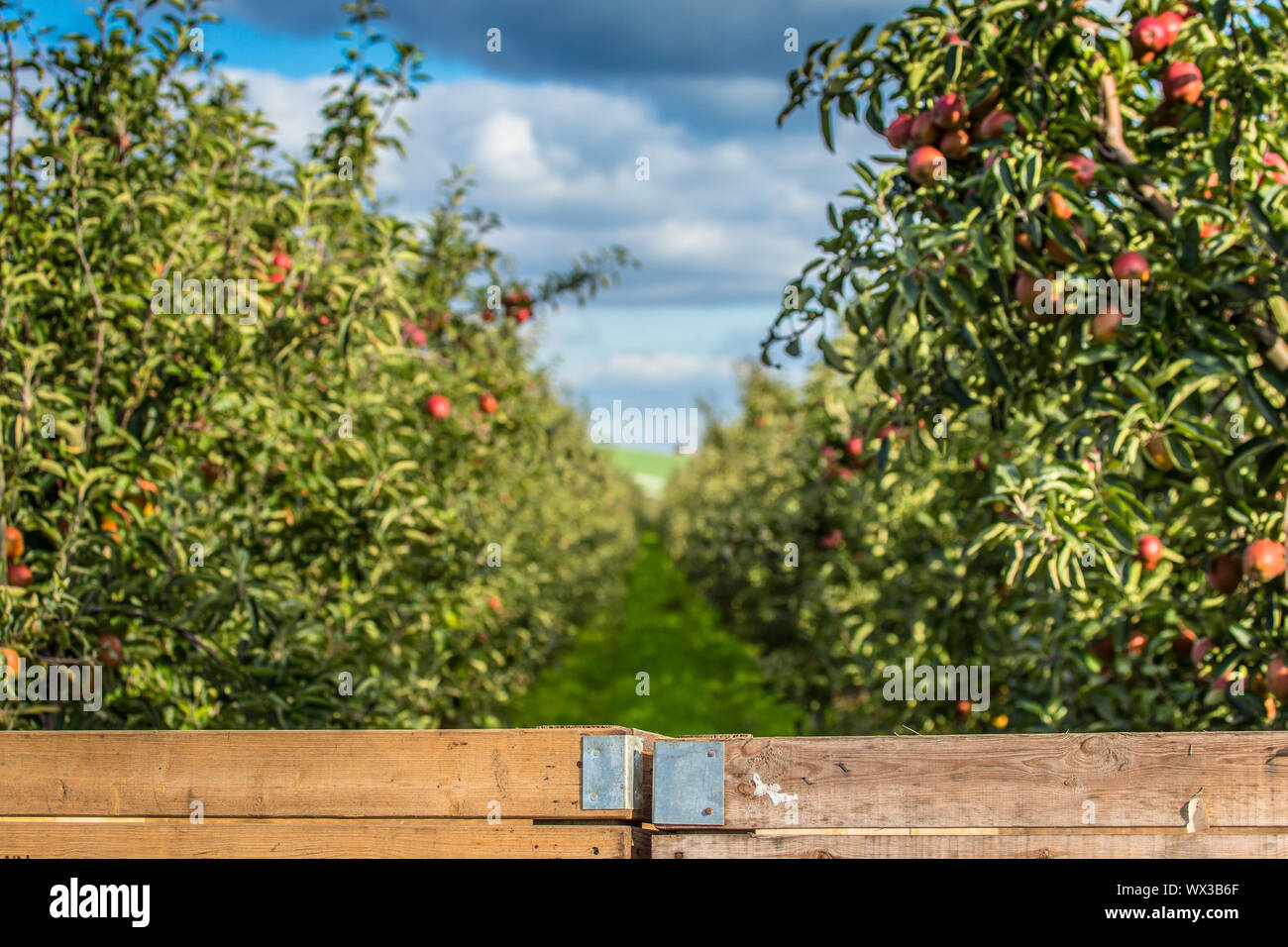 récolte de pommes Banque D'Images