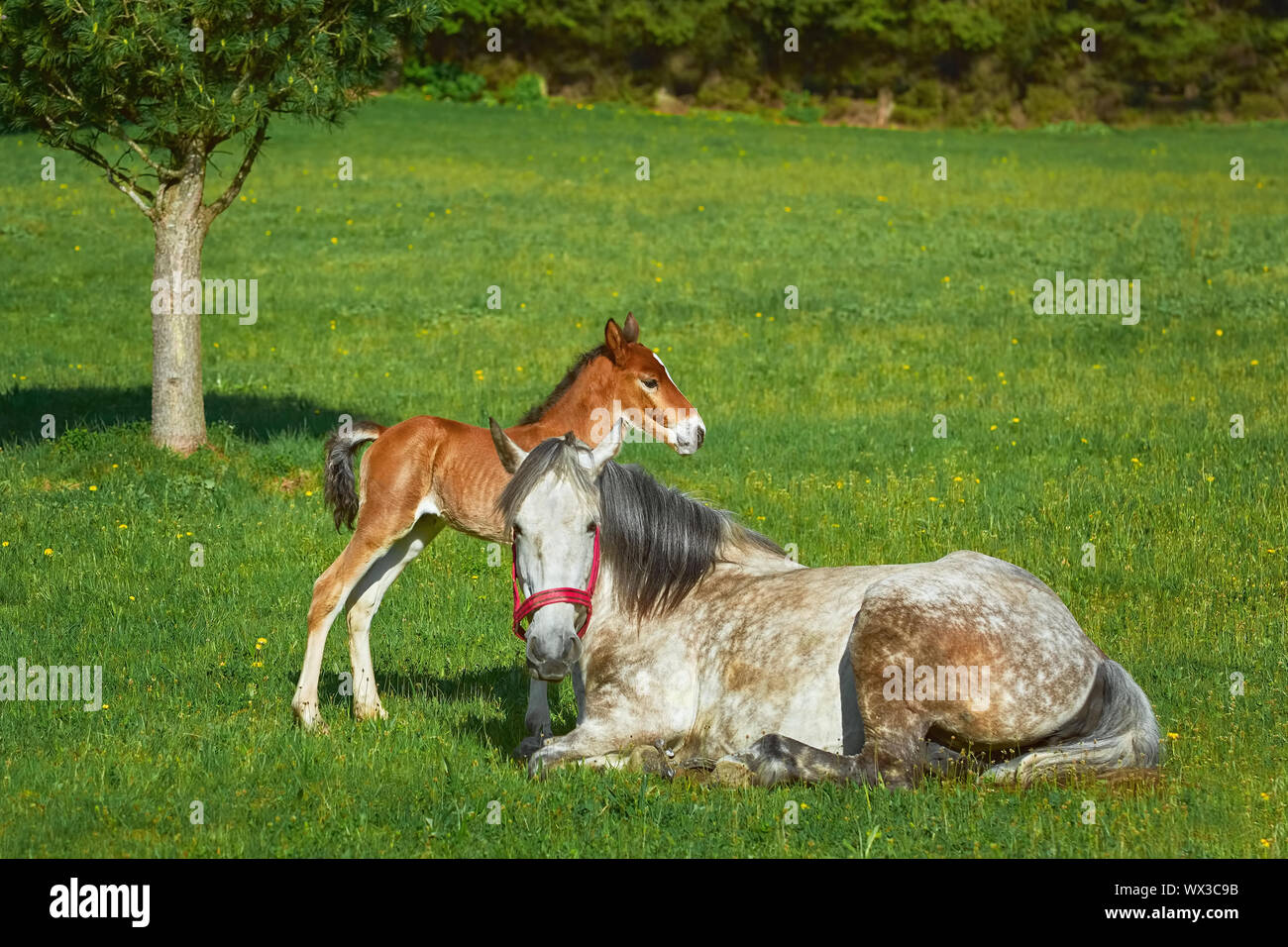 Cheval avec Poulain Banque D'Images