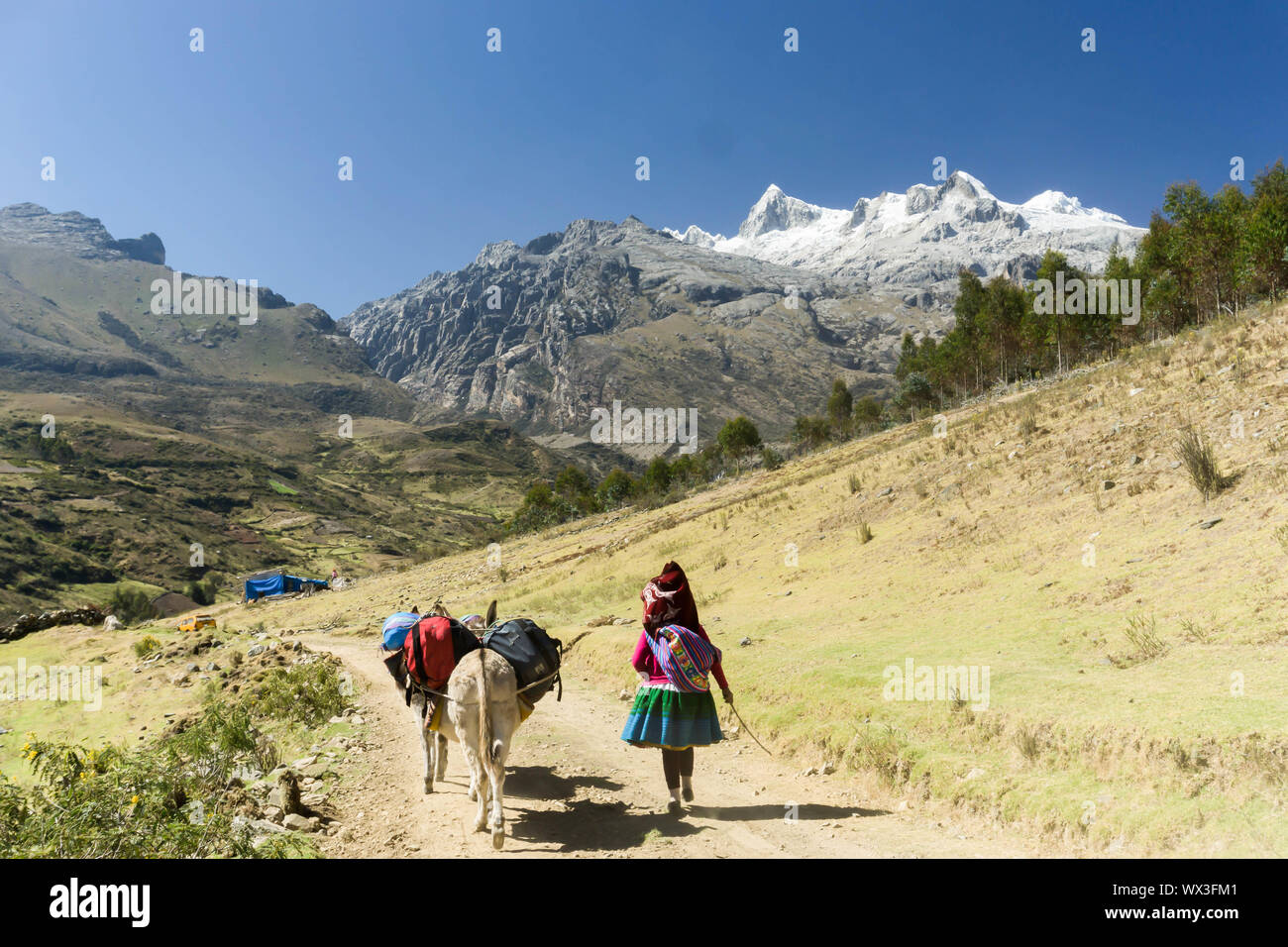 Indio donkey driver transportant du matériel alpinisme - expédition au Pérou Banque D'Images