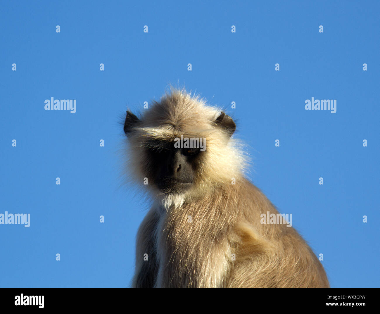 Portrait singe Langur contre le ciel de nuit. Banque D'Images