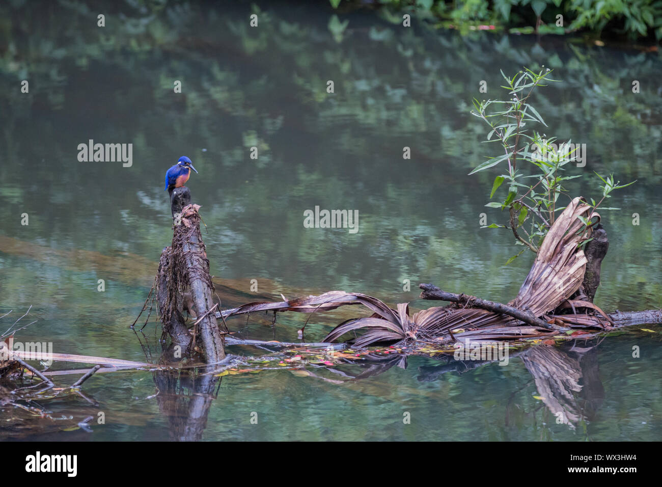 Azure Kingfisher, Eungella NP, Australie Banque D'Images