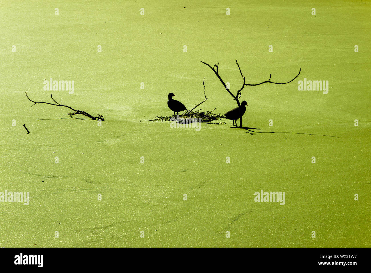 Gallinules en silhouette assise sur une branche coulé dans un étang couvert de lentilles d'eau, photo prise dans les Pays-Bas à proximité Ommen Banque D'Images