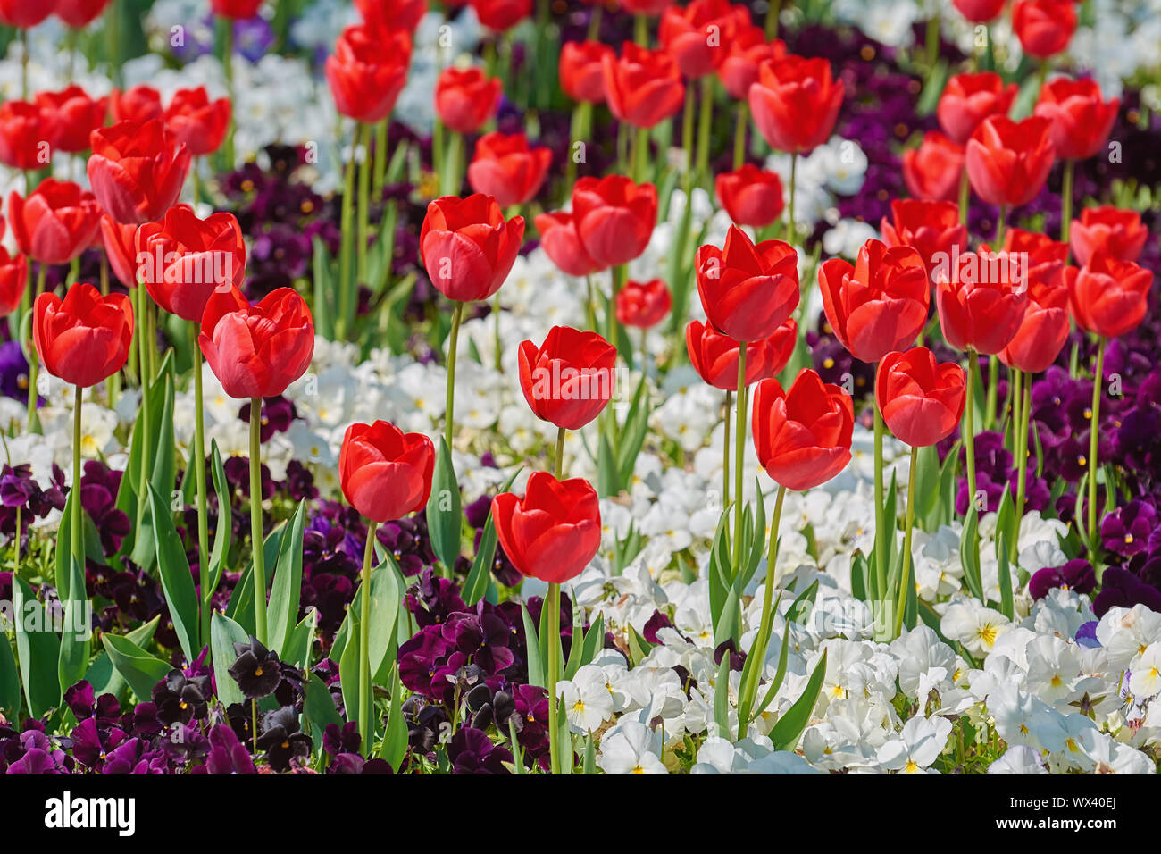Tulipes fleurs rouges Banque D'Images