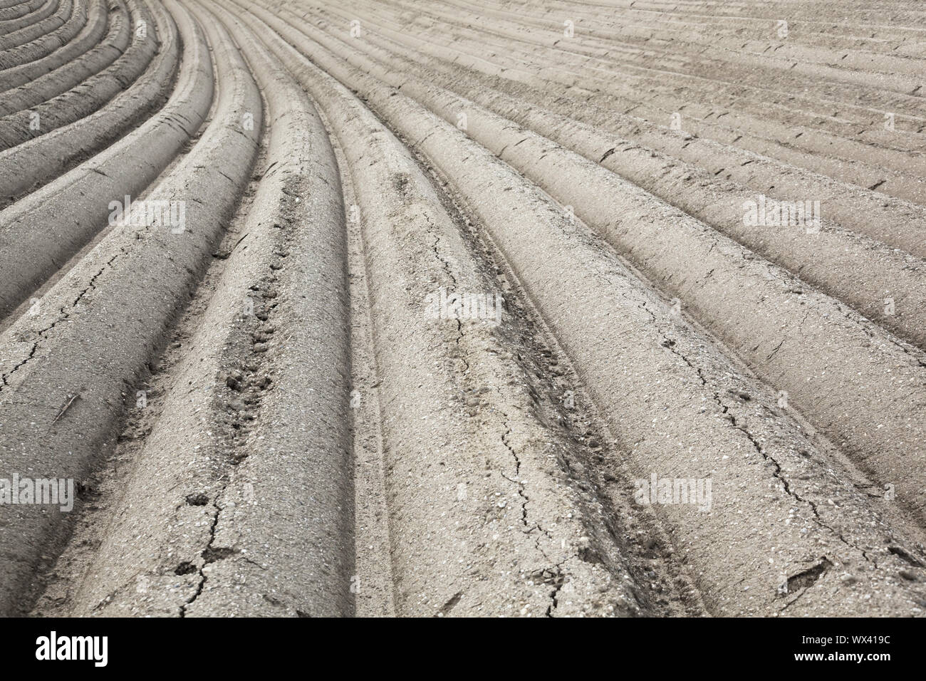 Champ d'asperges de Nice Banque D'Images