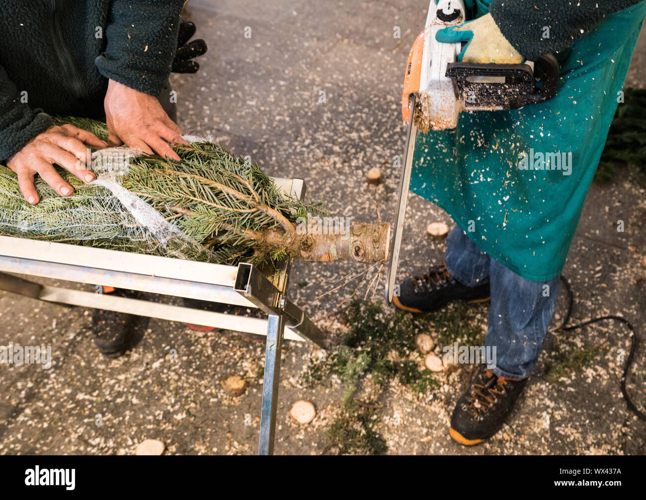 Deux hommes la préparation et la coupe des arbres de Noël à vendre pendant les vacances de Noël Banque D'Images