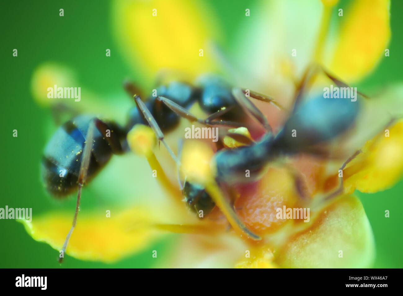 Fleurs microscopiques de la taille d'une fourmi attire les insectes Banque D'Images