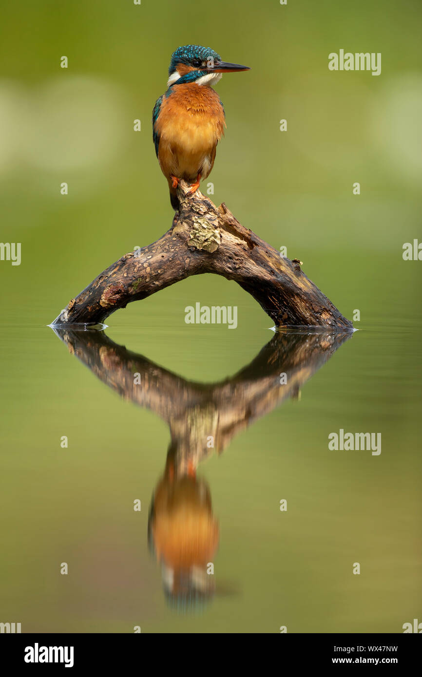 Kingfisher (Alcedo atthis) et son reflet Banque D'Images