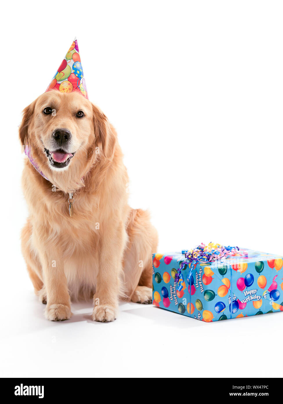 Un Golden Retriever dog wearing a birthday hat sur un fond blanc, avec un présent sur le côté. Banque D'Images