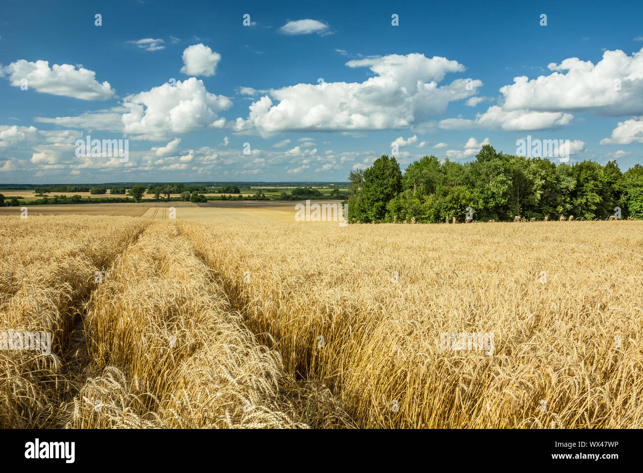 Des traces de roues dans le triticale, horizon et nuages dans le ciel Banque D'Images