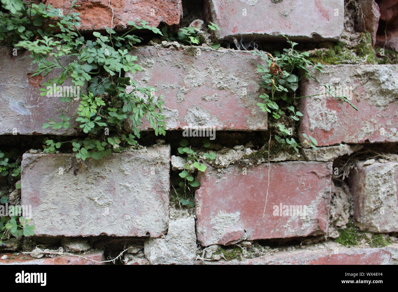 Les plantes qui poussent dans un mur de brique et de construire leur propre écosystème Photo Les plantes qui poussent dans un mur de brique et de construire leur propre écosystème Photo