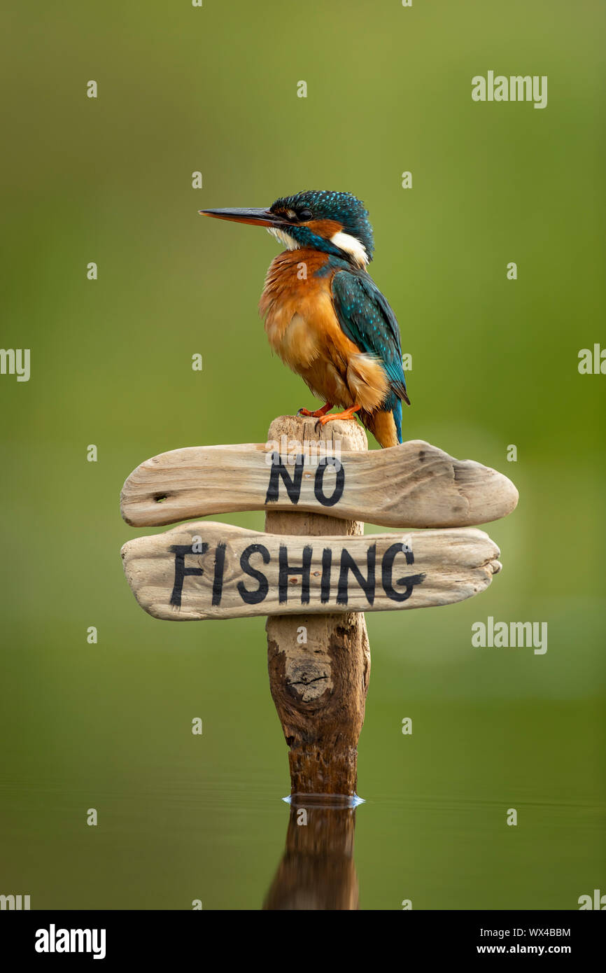 Kingfisher (Alcedo atthis) perché sur un pas de signe de pêche Banque D'Images