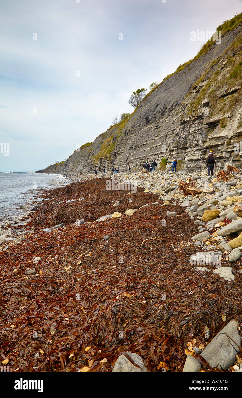 La côte de Monmouth Beach avec les falaises de roches Lias à Chippel Bay. West Dorset. L'Angleterre Banque D'Images