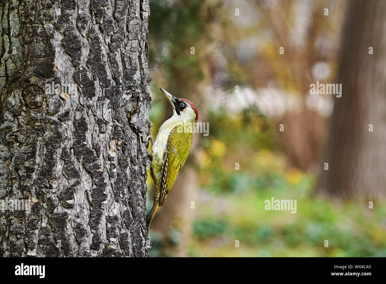 Pic Vert sur l'arbre Banque D'Images