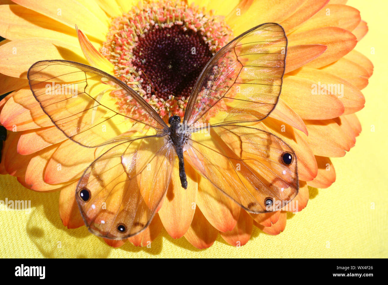 Butterfly on flower Banque D'Images