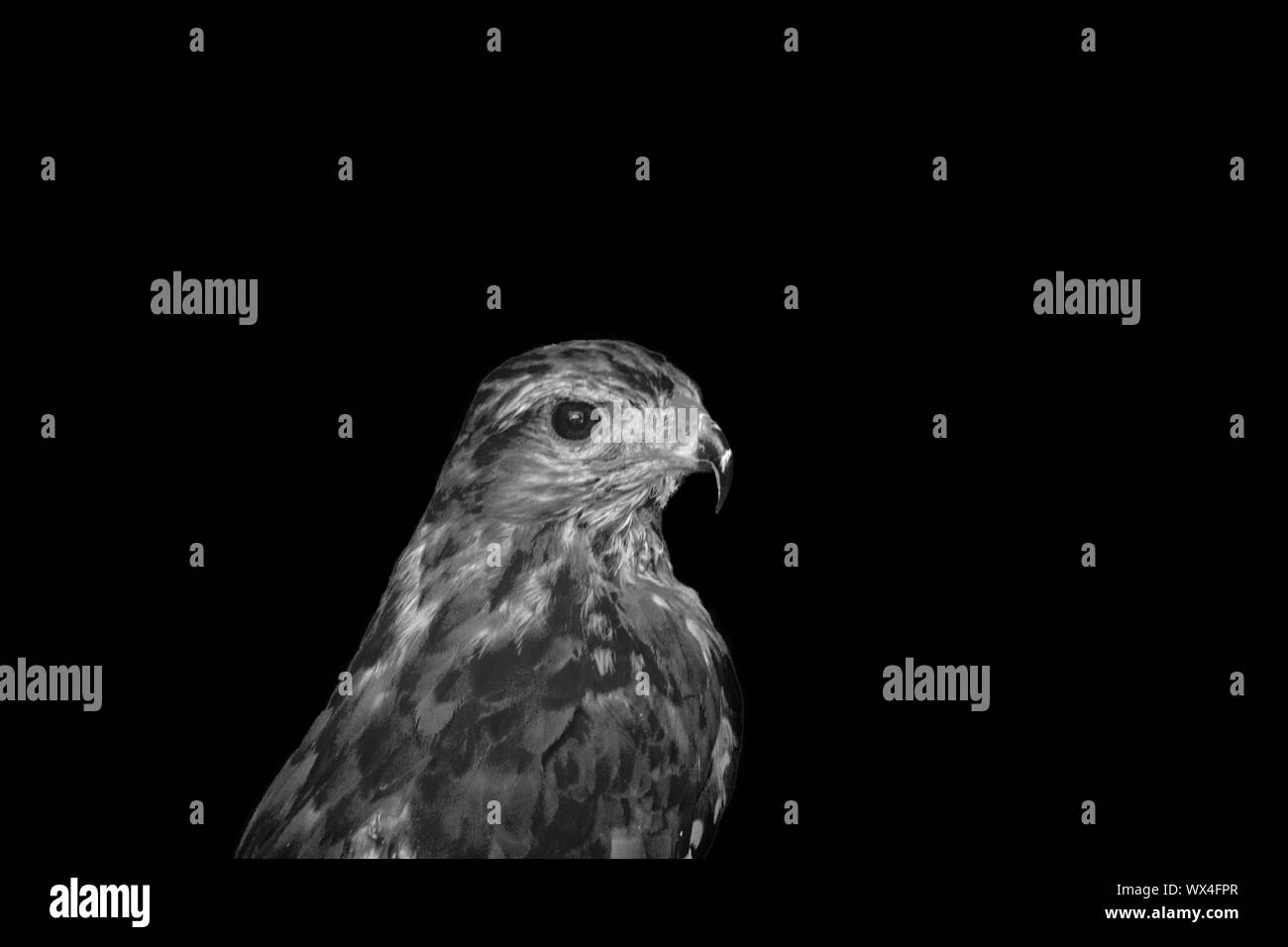 Photo gros plan de la tête de faucon. Fier oiseau - image Banque D'Images