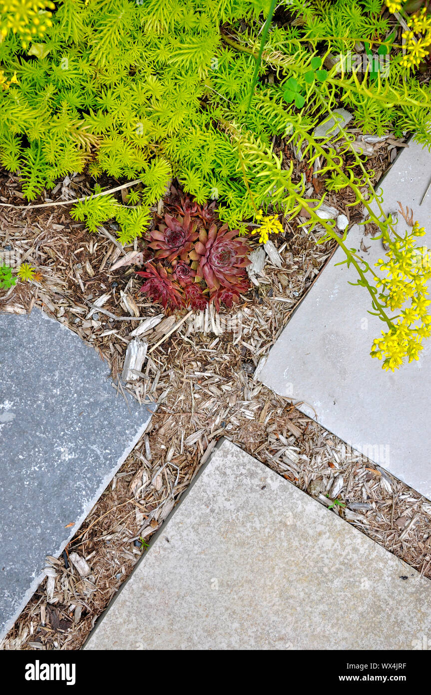 Dalle coupée carré stepping stones créer un peu d'entretien dans ce passage d'inspiration asiatique jardin moderne. Banque D'Images