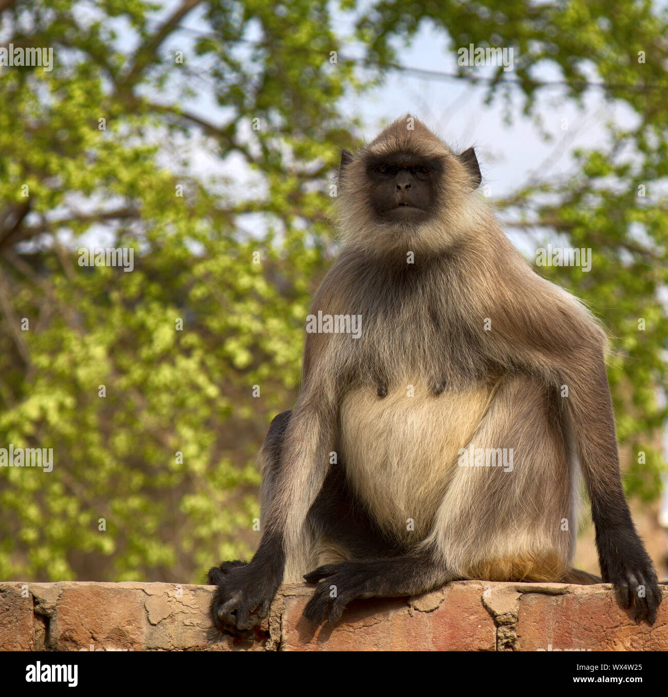 Langur Hanuman, femelle enceinte Banque D'Images