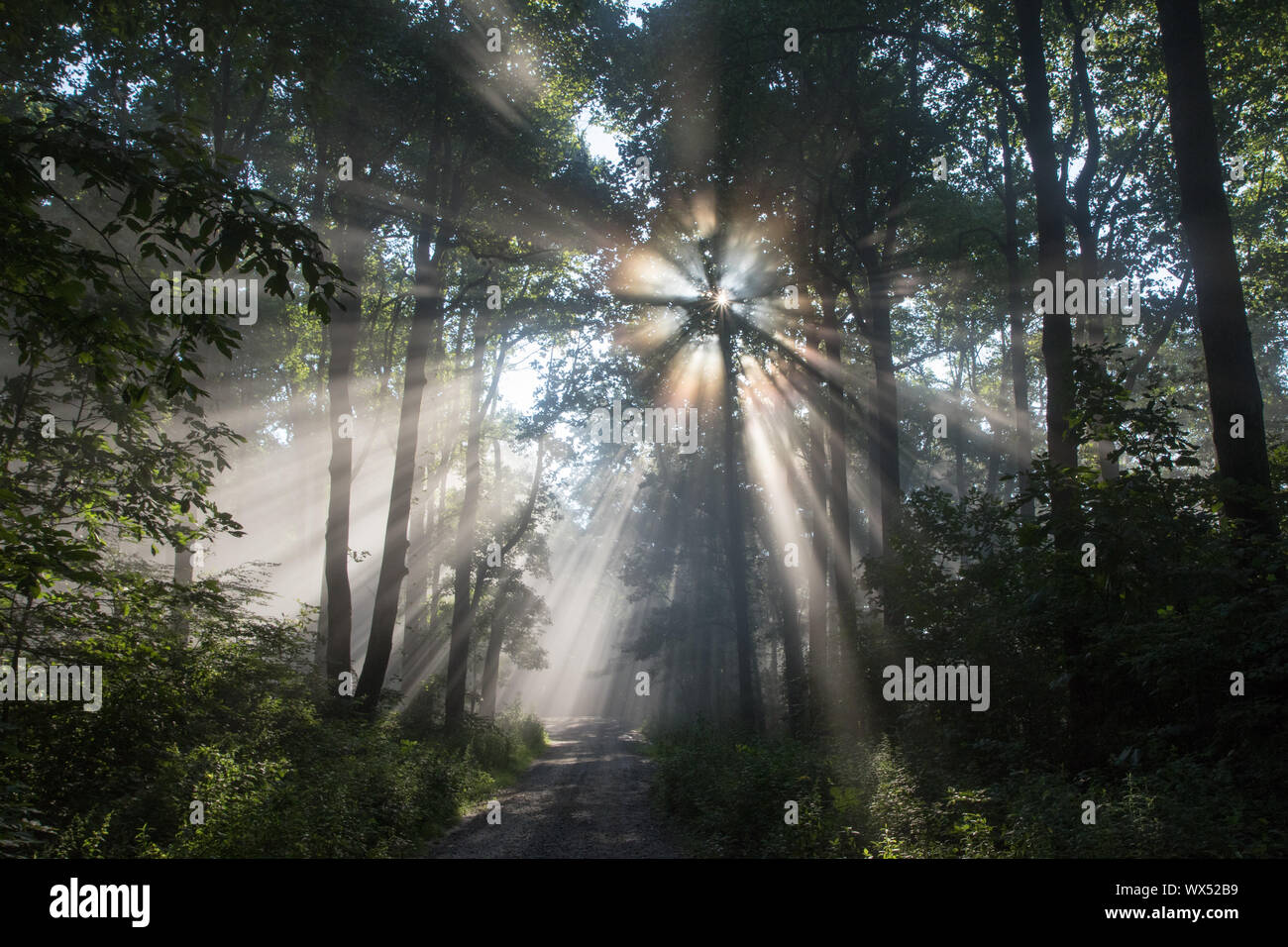 Rayons venant à travers le brouillard dans les montagnes Blue Ridge de la Géorgie du nord, USA. Banque D'Images
