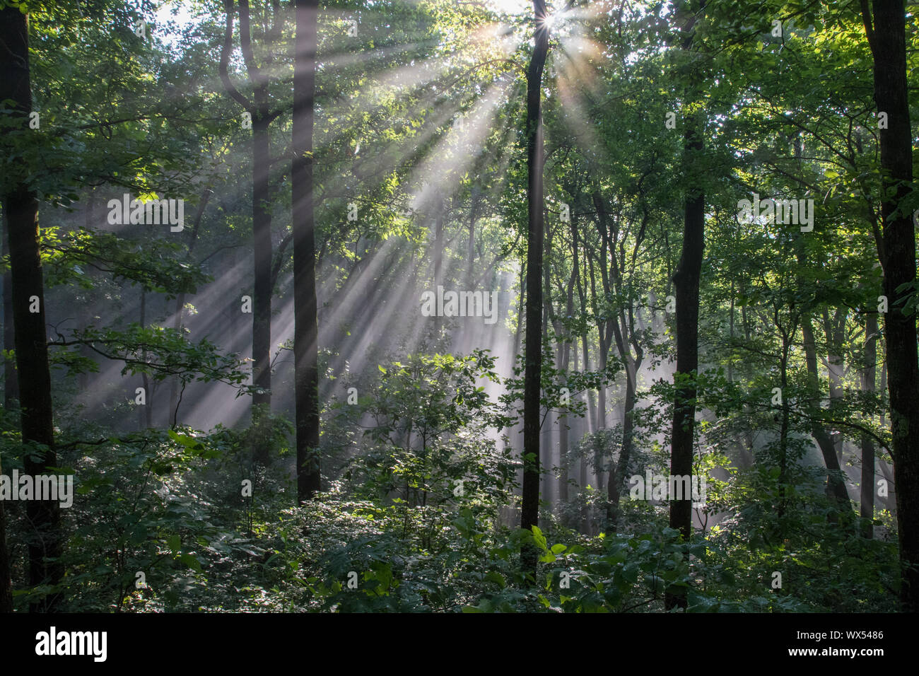 Rayons venant à travers le brouillard dans les montagnes Blue Ridge de la Géorgie du nord, USA. Banque D'Images