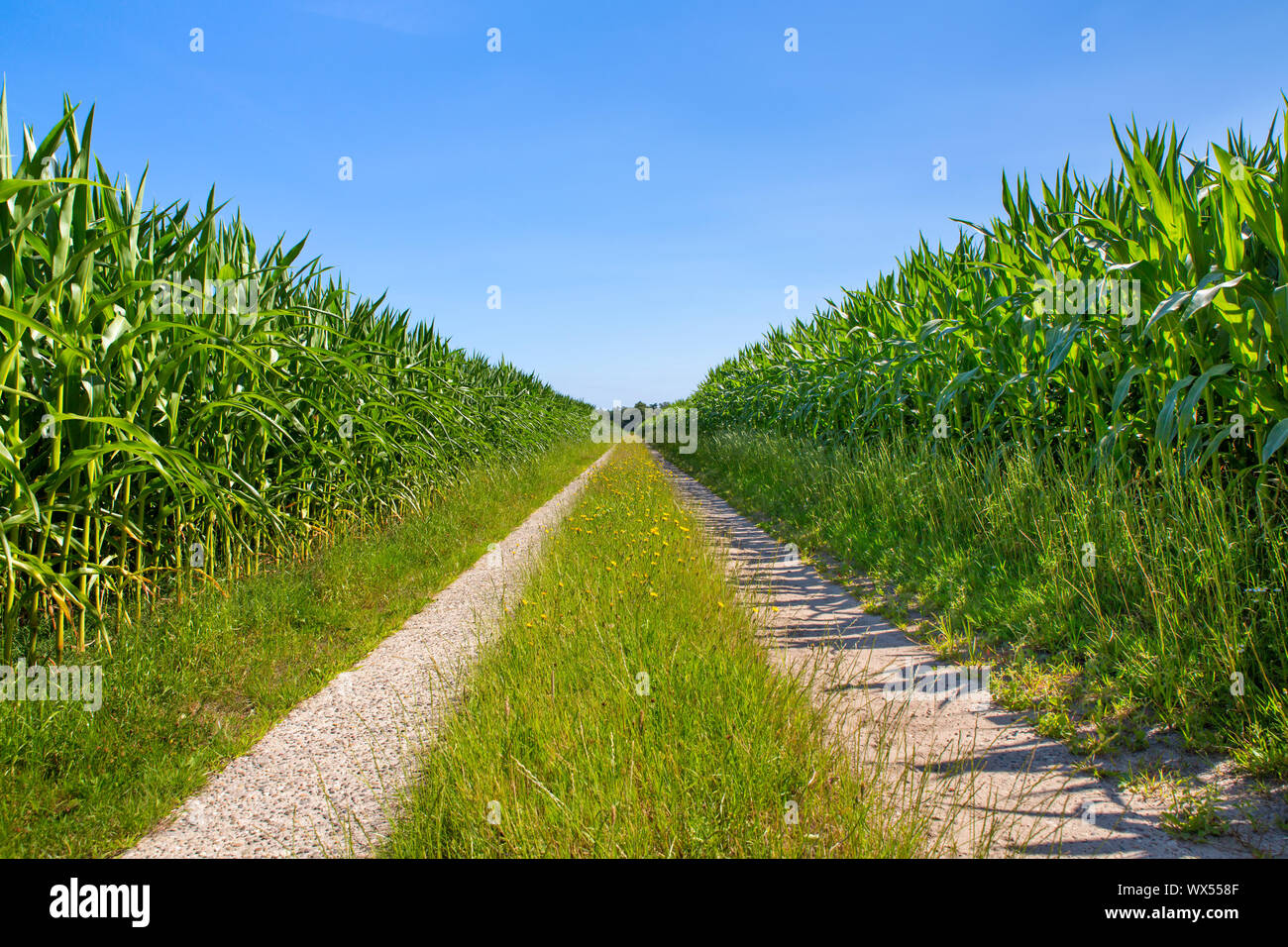 Campagne symétrique avec chemin de sable et les champs de maïs Banque D'Images