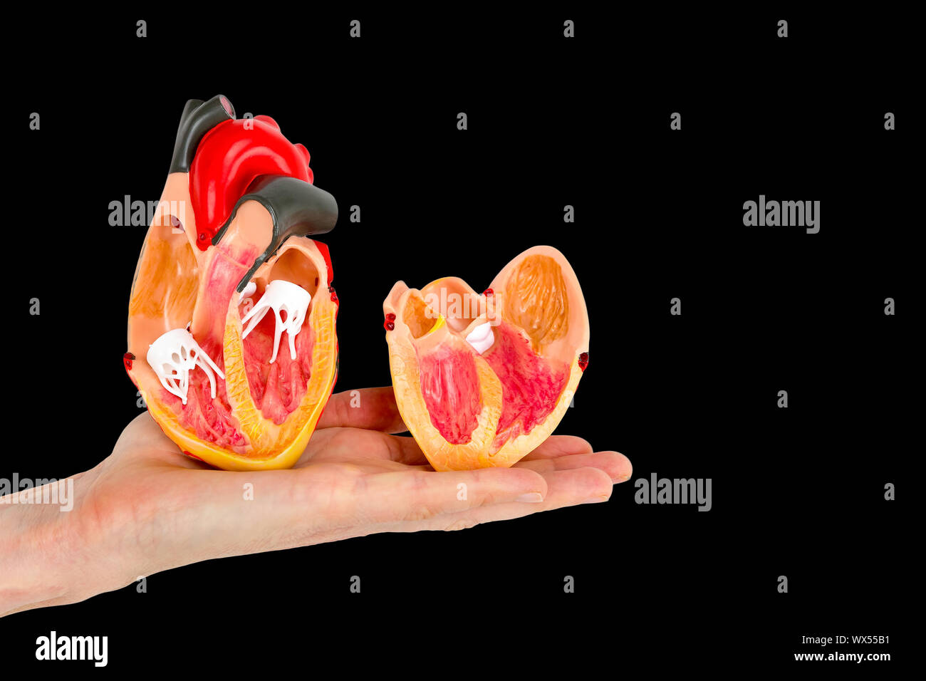 Cœur de l'homme détient la main modèle sur fond noir Banque D'Images