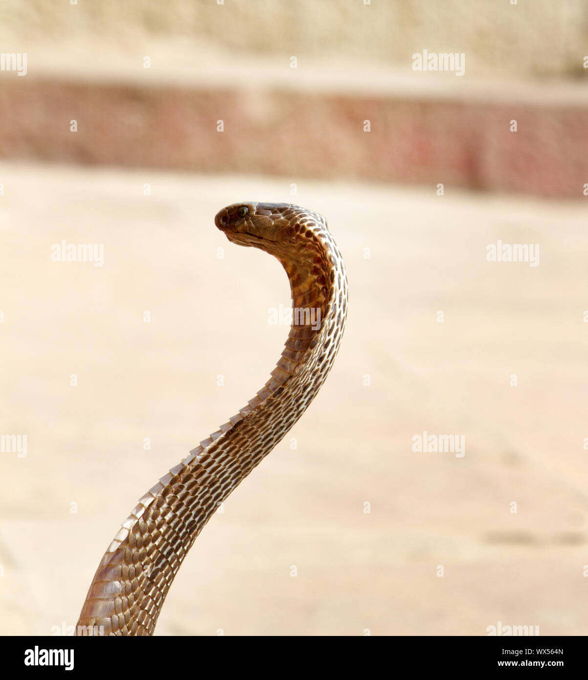 Dernière Charmeur de serpent (Bede) de Bénarès Banque D'Images