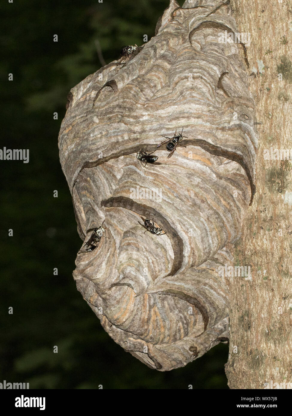 À TACHES, Dolichovespula maculata, ajouter du papier à leur nid. Banque D'Images