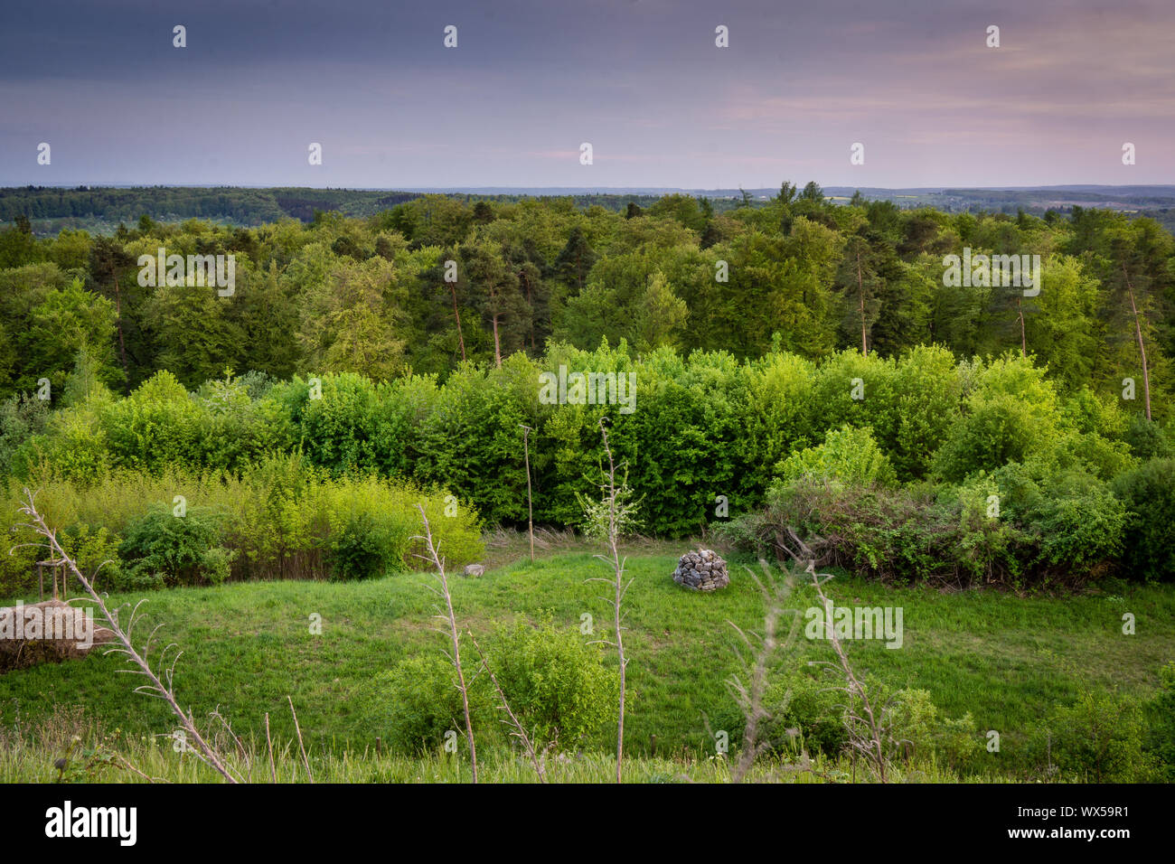 Pré vert forêt et champ avec le coucher du soleil Banque D'Images