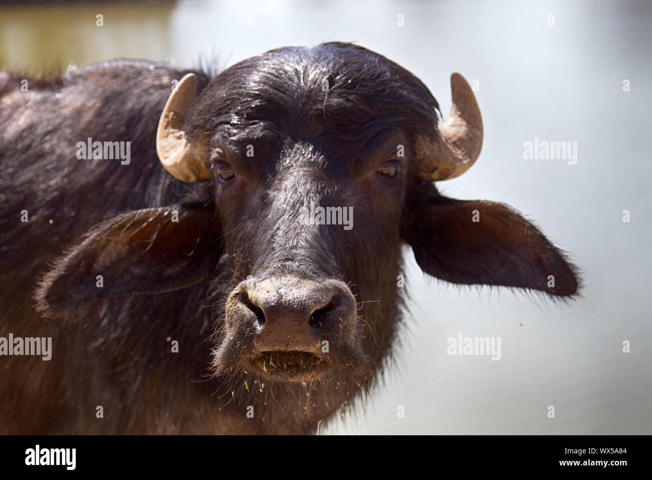 Indian water Buffalo les jeunes, portrait Banque D'Images