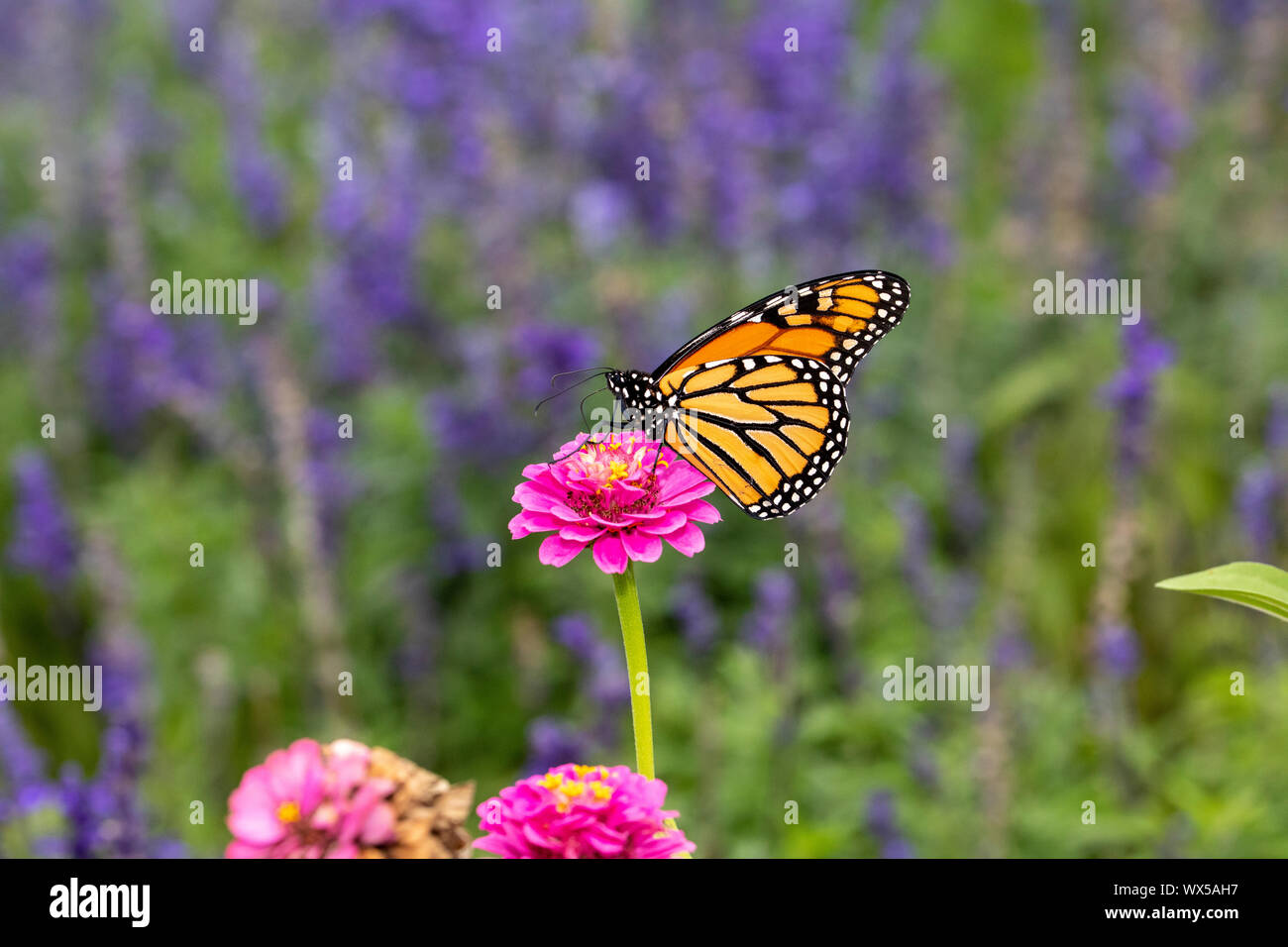Papillon monarque sur zinnia fleur Banque D'Images