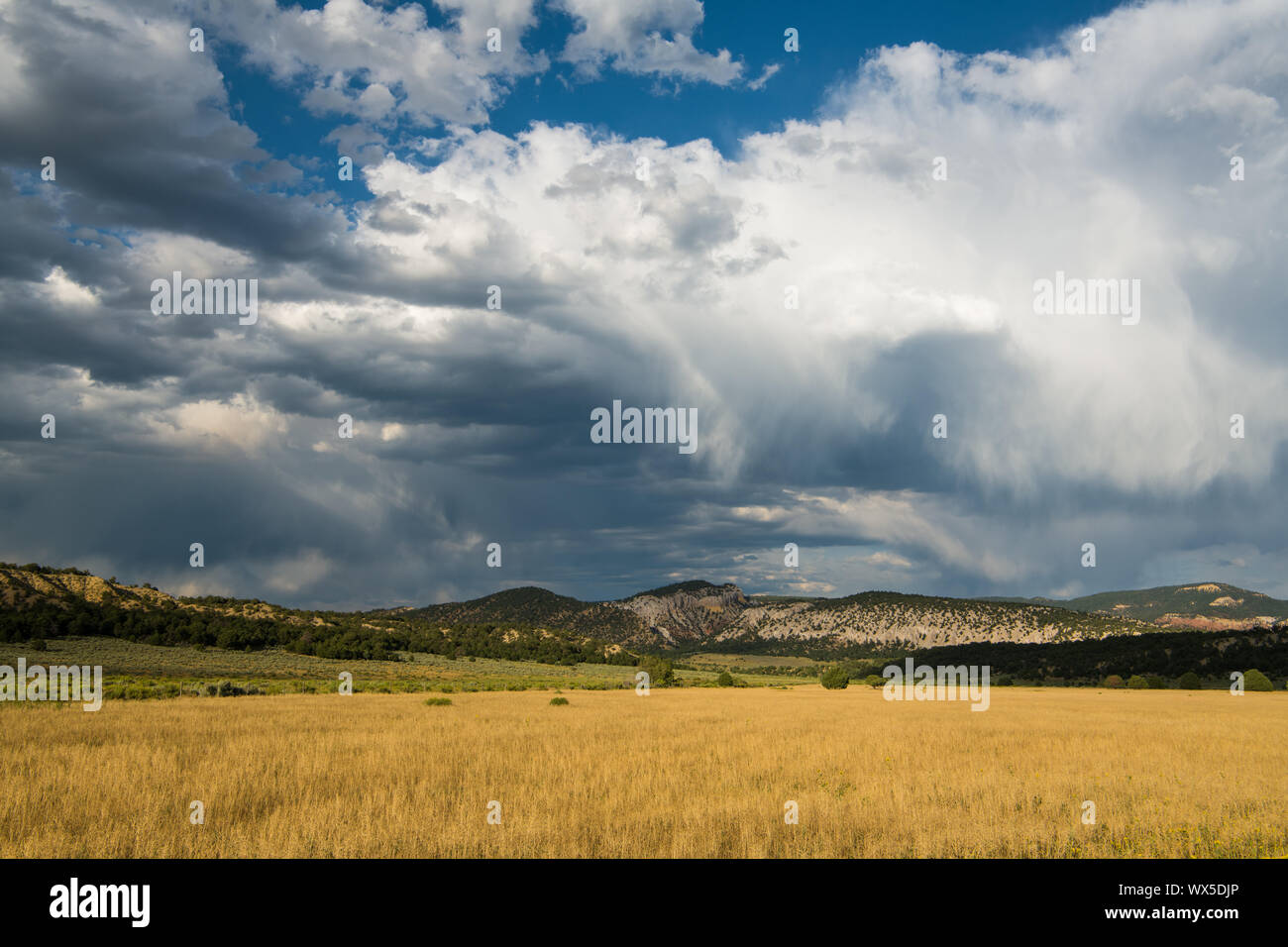 Scène rurale du champ d'or sous un ciel d'orage dans le nord du Nouveau Mexique Banque D'Images