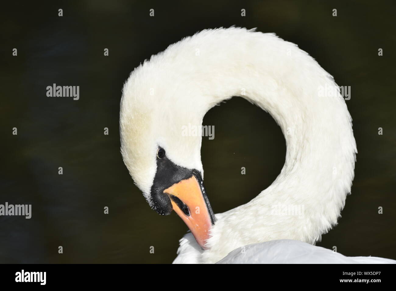 Cygne muet au lissage Portrait Banque D'Images