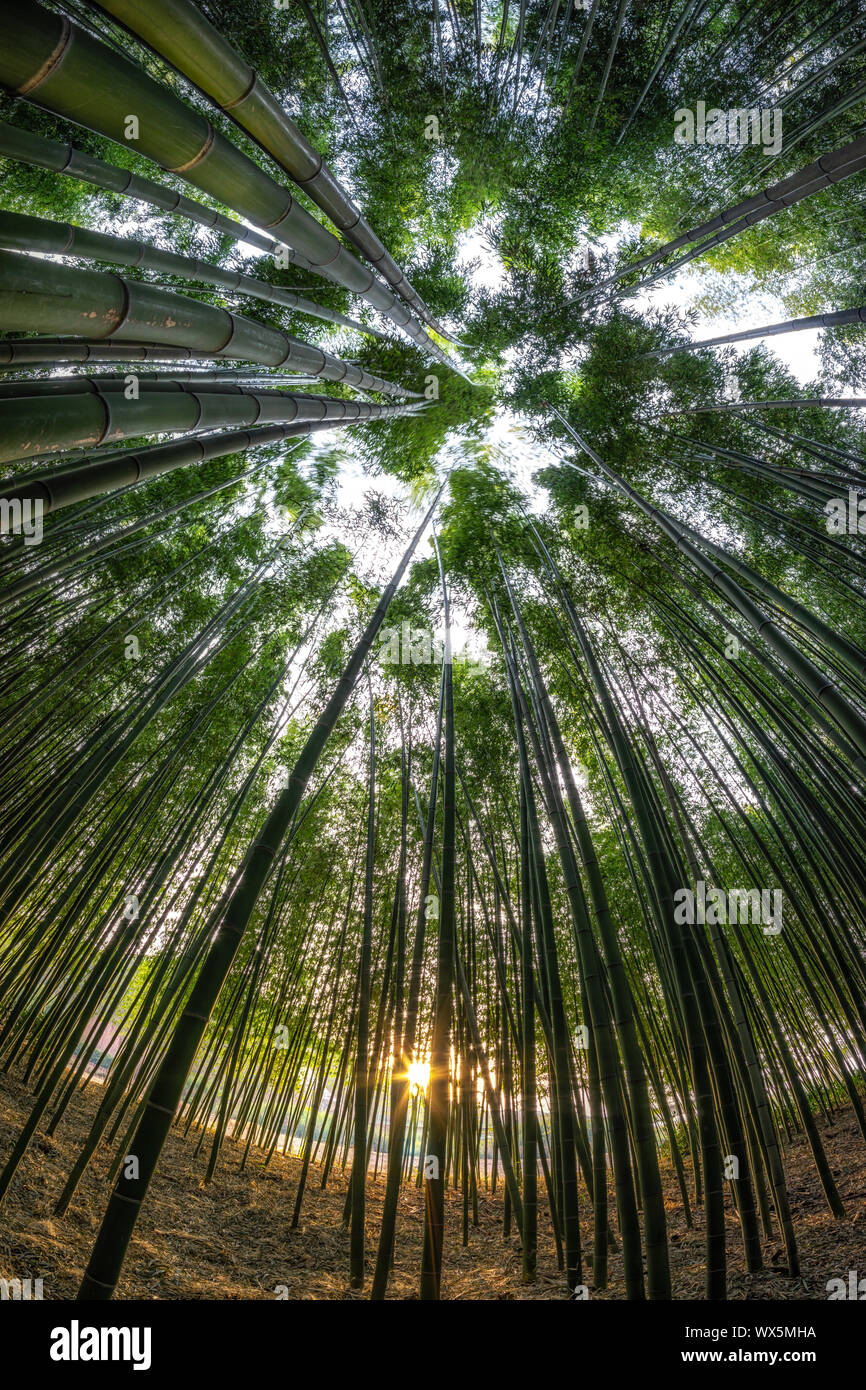 Simnidaebat forêt de bambous Coucher du Soleil Banque D'Images