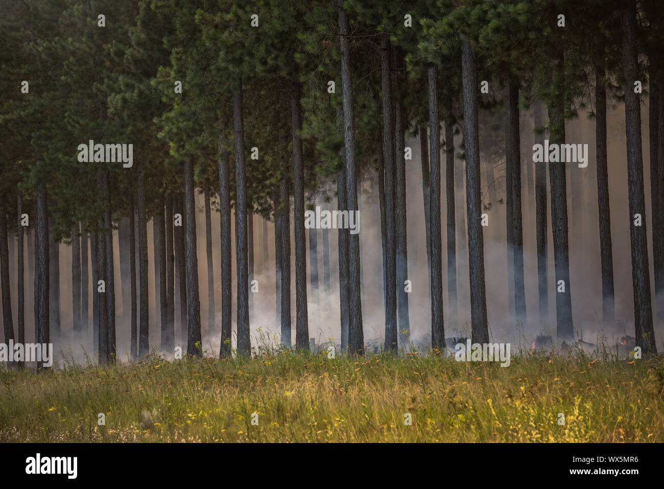 Feu de forêt, dans une forêt. Banque D'Images