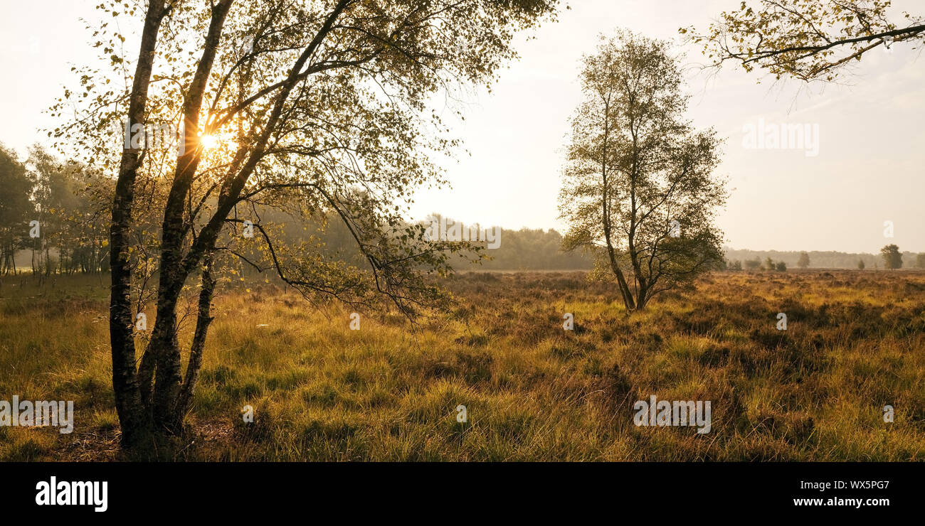 Nature Reserve Zwillbrocker Venn tôt le matin, morne, Münster, Allemagne, Europe Banque D'Images
